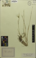 Isotype of Elymus lechleri Steud. [family POACEAE]