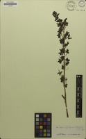Filed as Eulophia alta (L.) Fawc. & Rendle [family ORCHIDACEAE]