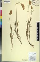 Isotype of Sericocoma chrysurus Meisn. [family AMARANTHACEAE]