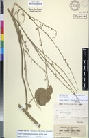 Isotype of Crambe abyssinica Hochst. ex R.E.Fr. [family BRASSICACEAE]