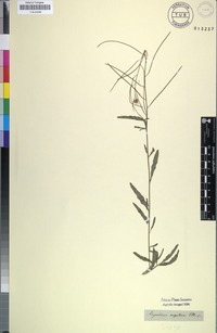 Filed as Sisymbrium capense Thunb. [family BRASSICACEAE]