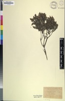 Isotype of Soulangia marifolia Bernh. ex Krauss [family RHAMNACEAE]