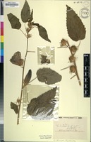 Filed as Hibiscus lunariifolius Willd. [family MALVACEAE]