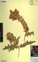 Filed as Acanthus polystachyus Delile [family ACANTHACEAE]