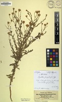 Filed as Pegolettia senegalensis Cass. [family ASTERACEAE]