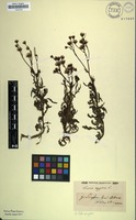 Filed as Senecio aegyptius L. [family ASTERACEAE]