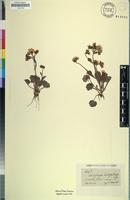 Isotype of Saxifraga granulata var. hochstetteri Engl. [family SAXIFRAGACEAE]