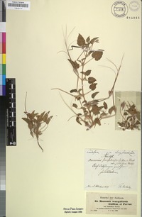 Filed as Monsonia senegalensis Guill. & Perr. [family MALVACEAE]