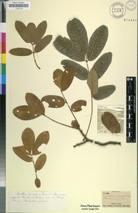 Filed as Trichilia emetica Vahl [family MELIACEAE]