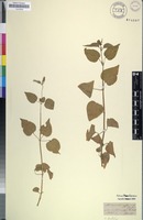 Isotype of Mercurialis caffra var. brevipes Meisn. [family EUPHORBIACEAE]