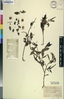 Type of Sclerocroton integerrimus Hochst. [family EUPHORBIACEAE]