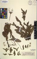 Isotype of Alepidea peduncularis Steud. ex A.Rich. [family APIACEAE]