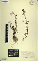 Filed as Senecio aegyptius L. [family ASTERACEAE]