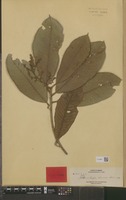 Isotype of Melanochyla elmeri Merr. [family ANACARDIACEAE]