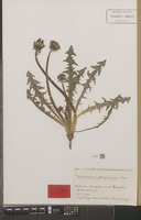 Isotype of Taraxacum multicolorans Hagend., Soest & Zevenb. [family COMPOSITAE]