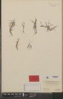 Isolectotype of Halodule bermudensis Hartog [family POTAMOGETONACEAE]