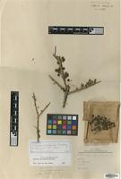 Isotype of Schinus marchandii & F.A.Barkley [family ANACARDIACEAE]