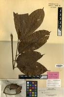 Isotype of Dacryodes elmeri H.J.Lam [family BURSERACEAE]