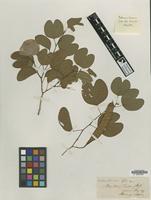 Type of Bauhinia hostmanni Miq. [family LEGUMINOSAE-CAES.]