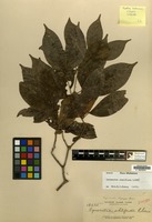 Isotype of Cynometra whitfordii Elmer [family LEGUMINOSAE-CAES.]