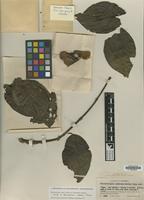 Isotype of Banisteriopsis inebrians Morton [family MALPIGHIACEAE]