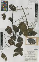 Isotype of Banisteriopsis prancei B.Gates [family MALPIGHIACEAE]