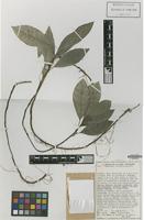 Isotype of Dorstenia uxpanapana C.C.Berg & T.Wendt [family MORACEAE]