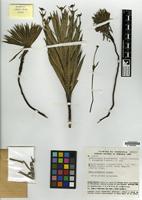 Isotype of Aphanocarpus steyermarkii (Standl.) Steyerm. f. elongatus Steyerm. [family RUBIACEAE]