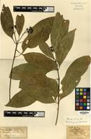 Type of Chassalia sangiana Miq. [family RUBIACEAE]