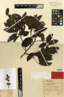 Isotype of Elattostachys erythrocarpa Adema [family SAPINDACEAE]