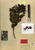 Isotype of Guioa truncata Radlk. [family SAPINDACEAE]
