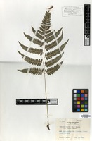 Isotype of Athyrium wardii (Hook.) Makino var. inadae Tagawa [family PTERIDOPHYTA]