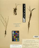 Isotype of Isoetes tuerckheimii Brause [family ISOETACEAE]