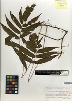 Isotype of Abacopteris insularis K.Iwats. [family PTERIDOPHYTA]