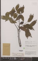 Isotype of Talisia chartacea Acev.-Rodr. [family SAPINDACEAE]