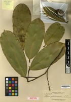 Isotype of Thea reticulata Elmer [family THEACEAE]