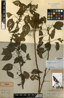 Type of Acalypha boehmerioides Miq. [family EUPHORBIACEAE]