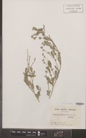 Isotype of Tephrosia kassasii Boulos [family LEGUMINOSAE-PAP.]