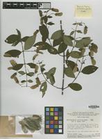Isotype of Banisteriopsis calcicola B.Gates [family MALPIGHIACEAE]