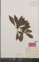 Isotype of Photinia benthamiana Hance var. benthamiana Hance [family ROSACEAE]