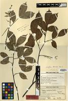 Holotype of Talisia microphylla Uittien [family SAPINDACEAE]