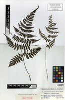Isotype of Cornopteris tashiroi Tagawa [family PTERIDOPHYTA]