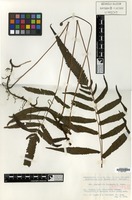 Isotype of Abacopteris insularis K.Iwats. [family PTERIDOPHYTA]