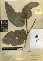 Isotype of Loranthus miniatus Elmer [family LORANTHACEAE]