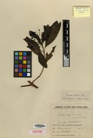 Isotype of Pavetta platyclada K.Schum. var. puberula Valeton [family RUBIACEAE]