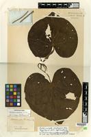 Isotype of Pothomorphe dombeyana Miq. [family PIPERACEAE]