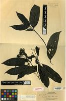 Isotype of Pavetta atra Merr. [family RUBIACEAE]