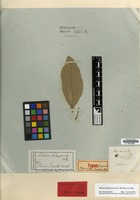 Holotype of Aconceveibum trinerve Miq. [family EUPHORBIACEAE]