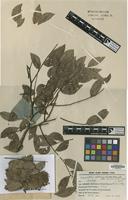 Type of Copaifera epunctata Amshoff [family LEGUMINOSAE-CAES.]