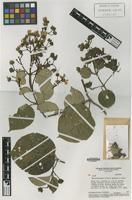 Isotype of Banisteriopsis valvata W.R.Anderson & B.Gates [family MALPIGHIACEAE]